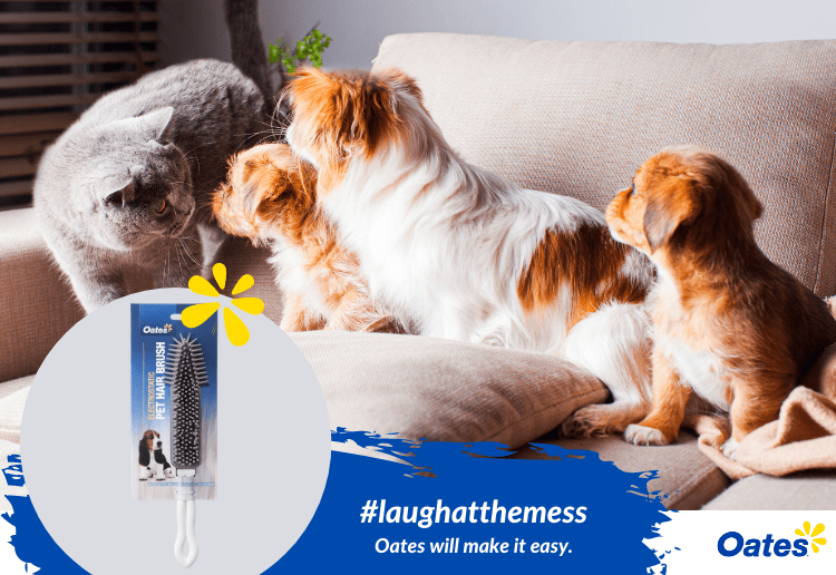 Dogs and cat on lounge.